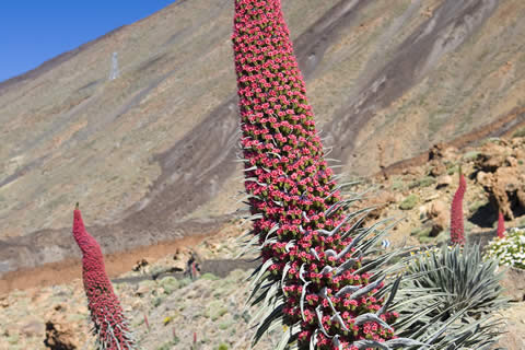 Auf der blühenden Honigroute das „süße“ Teneriffa entdecken